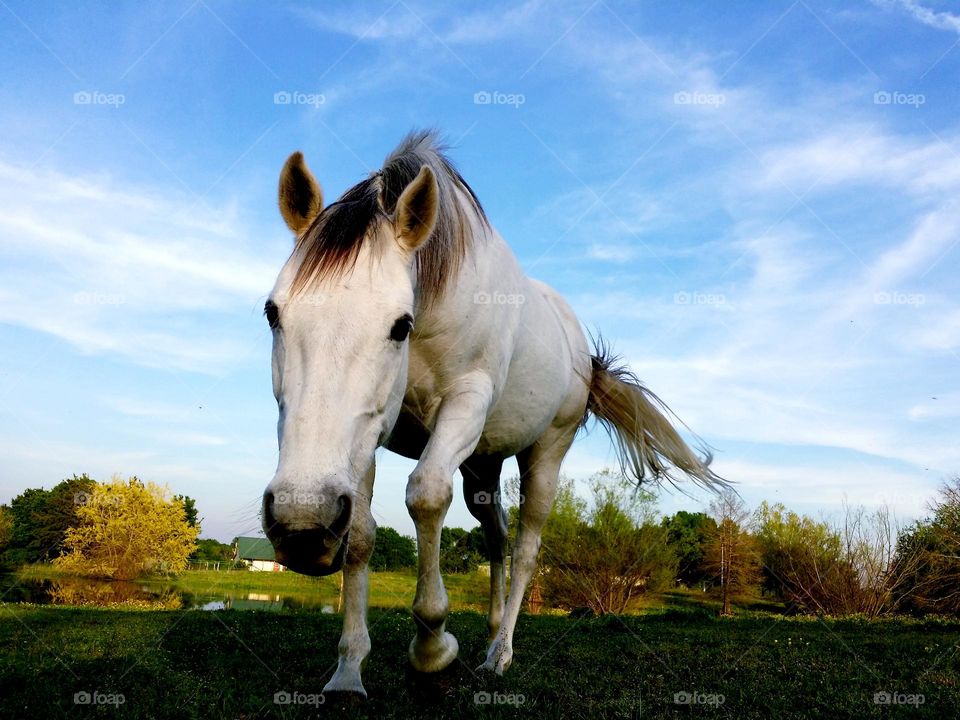 Gray Horse