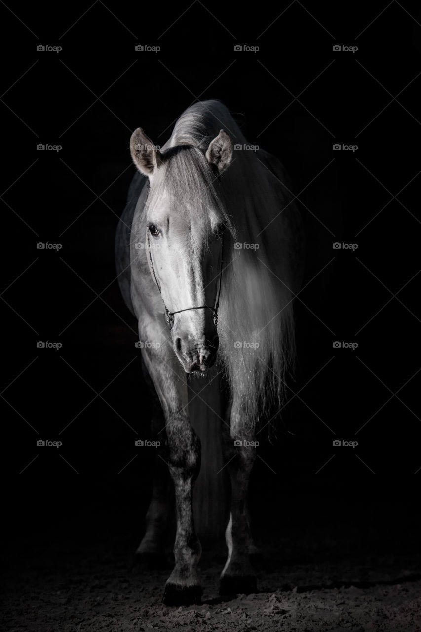 Grey PRE (Andalusian) horse on black