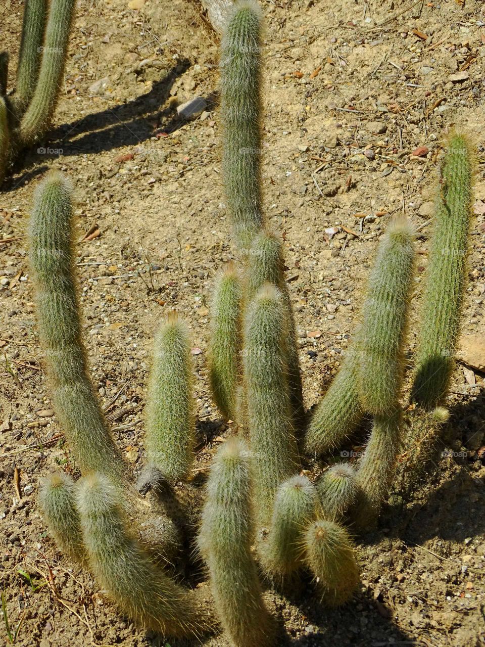 Cactus