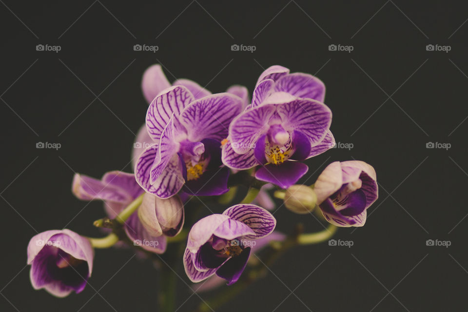 Close-up of pink orchid