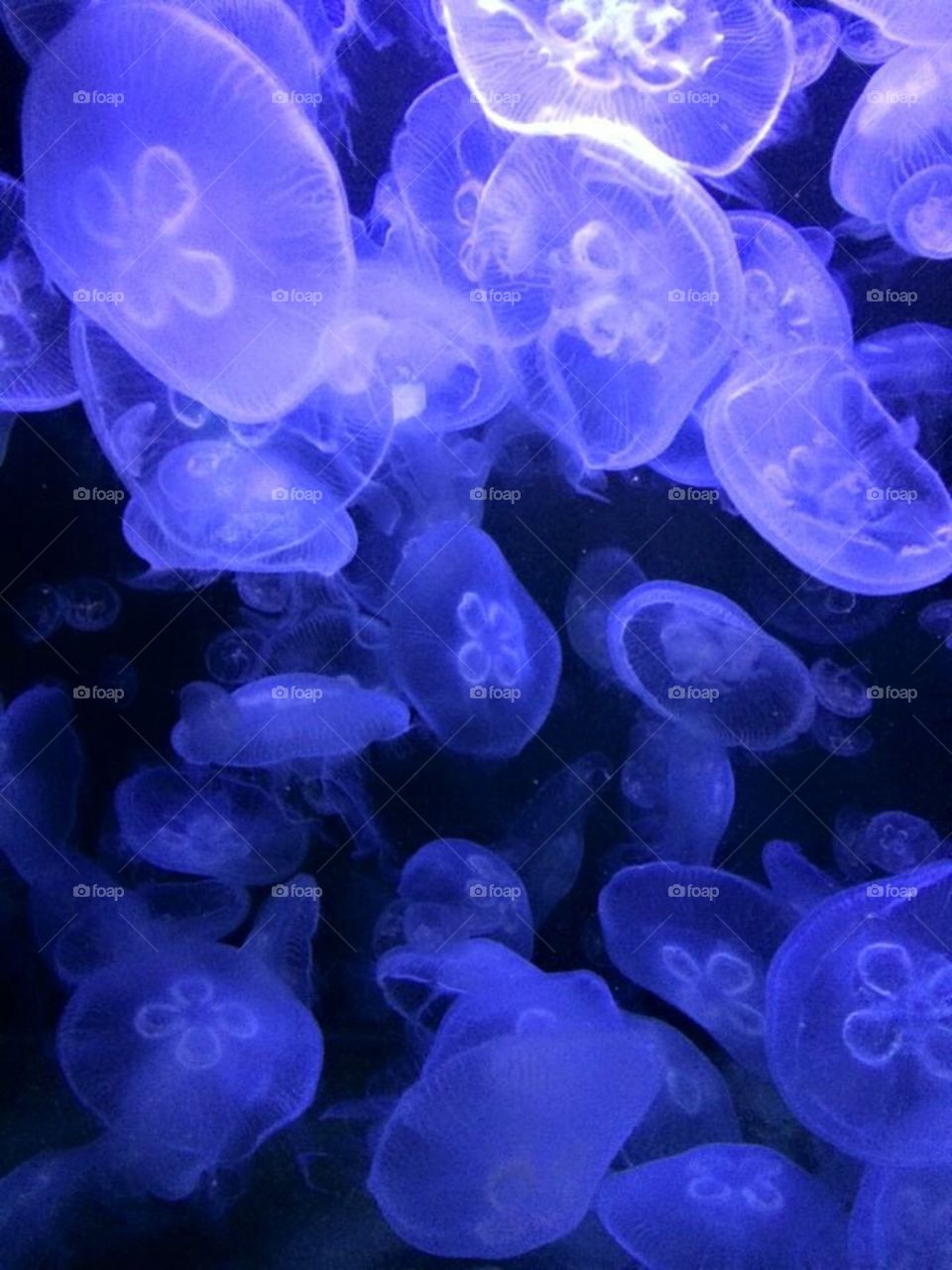 Electric jelly fish!