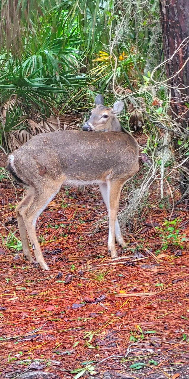 the deer of deer island.