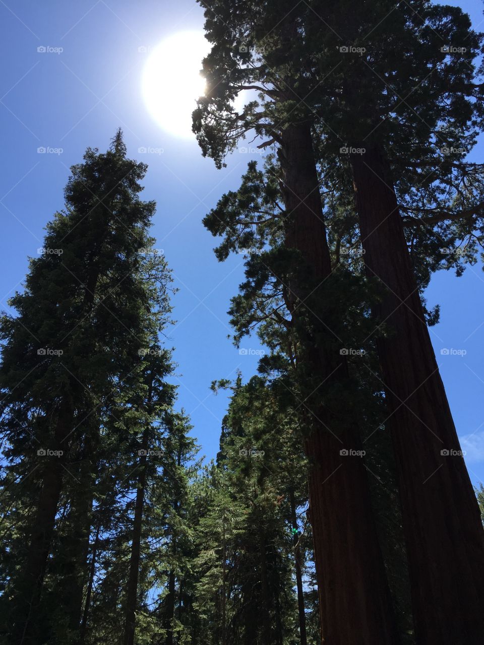 Sequoia sun burst