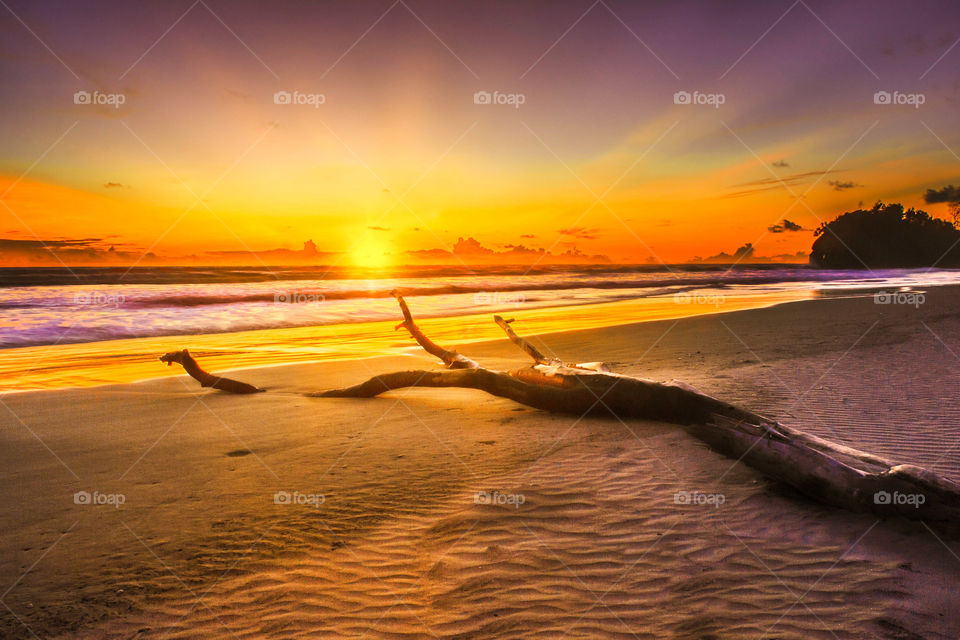 sunset with old tree