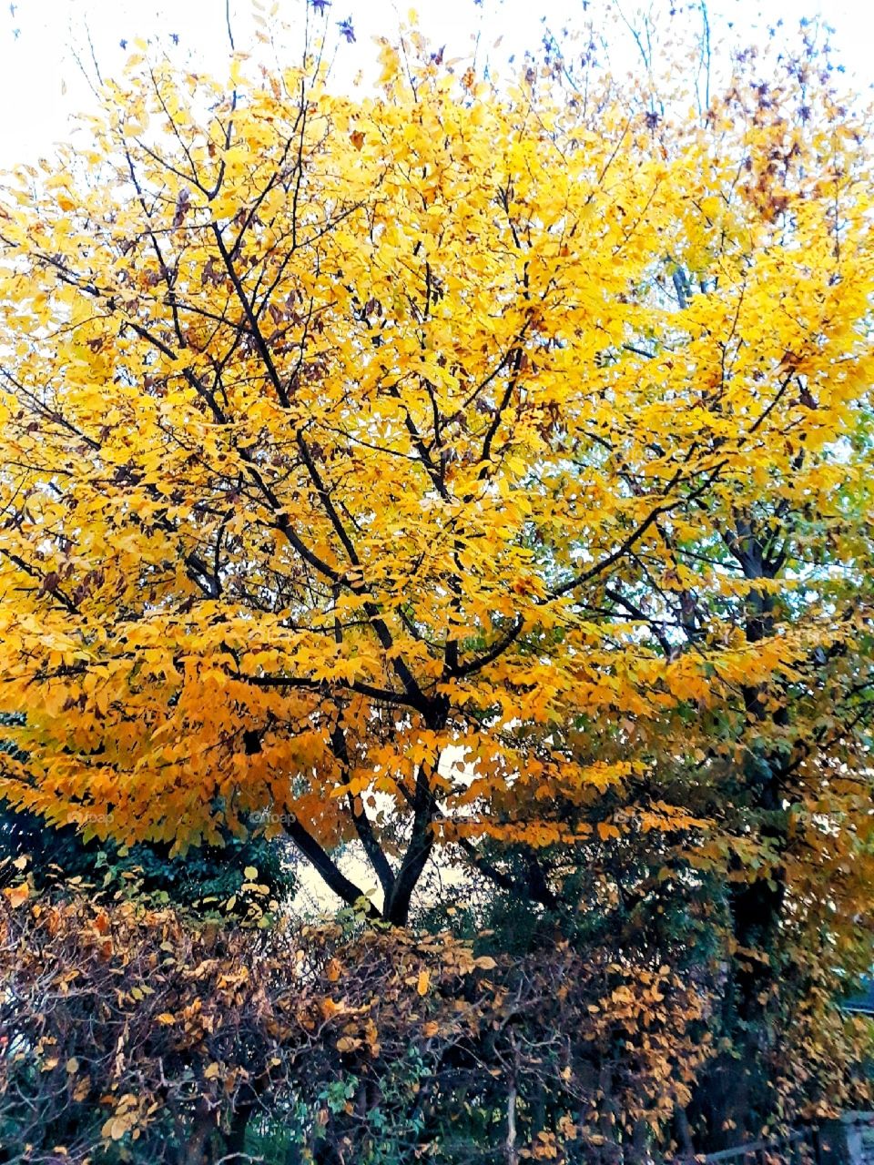 Autumnal  tree with yellow leaves