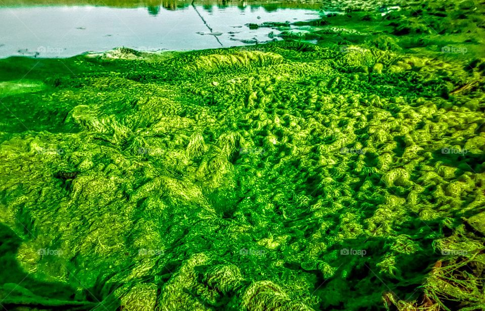 It's look like small mountains but it does not, it's an algae.😆