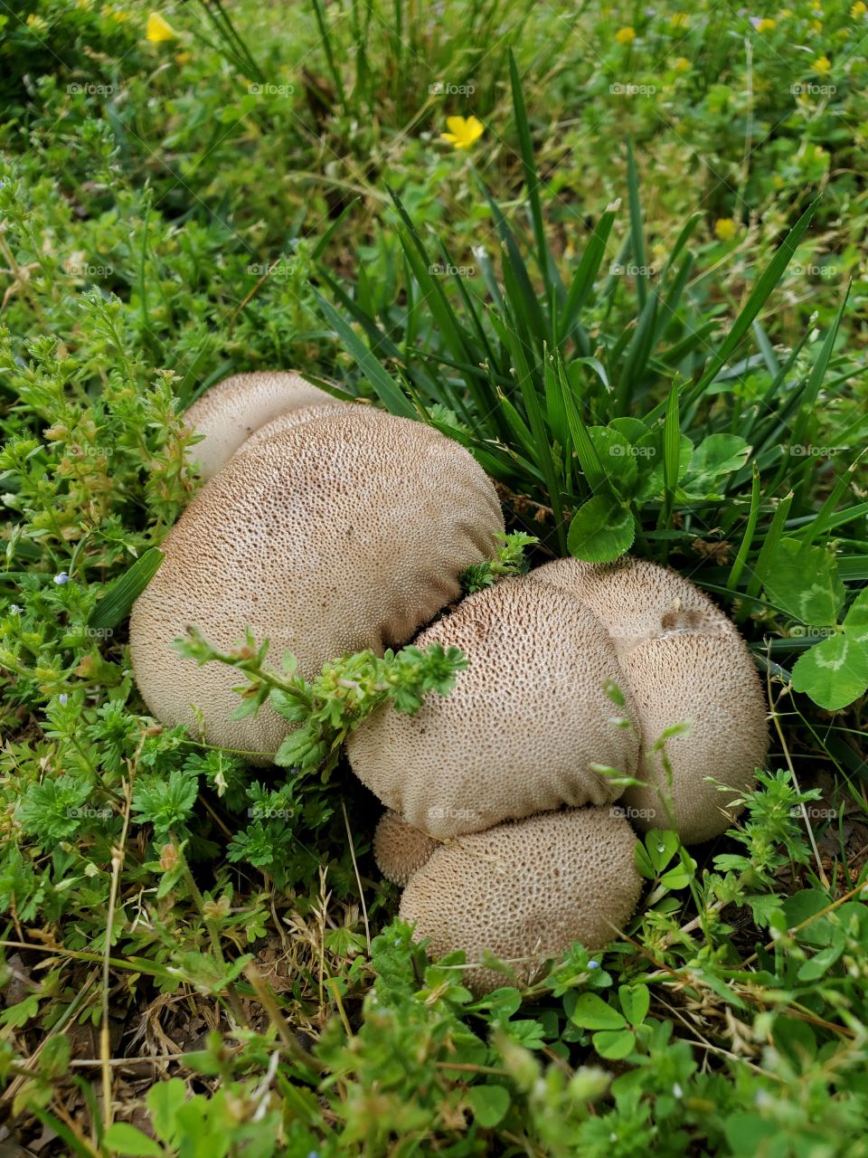 mushroom woods grass