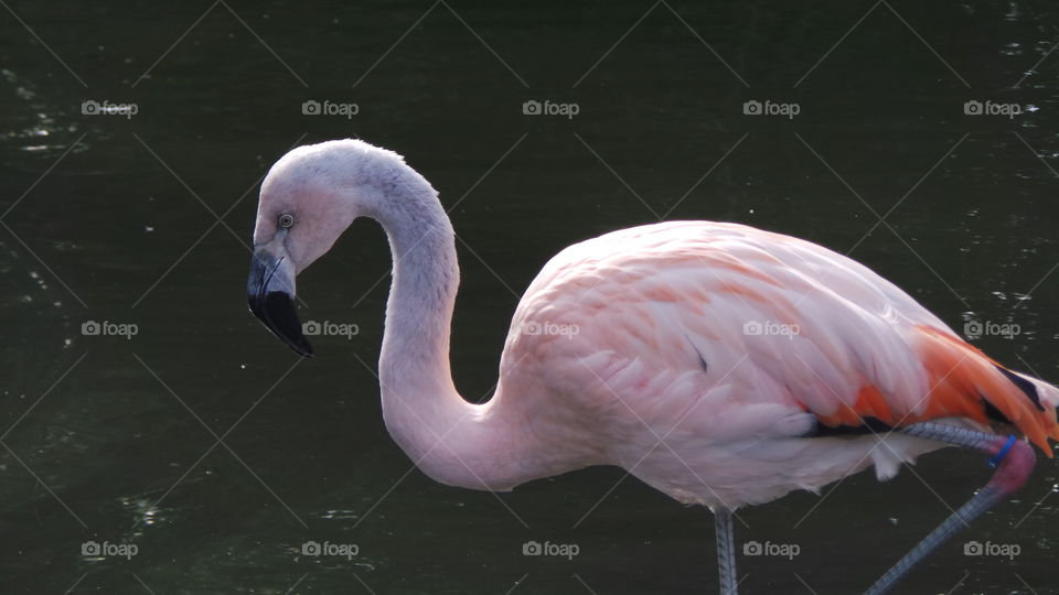 flamingo