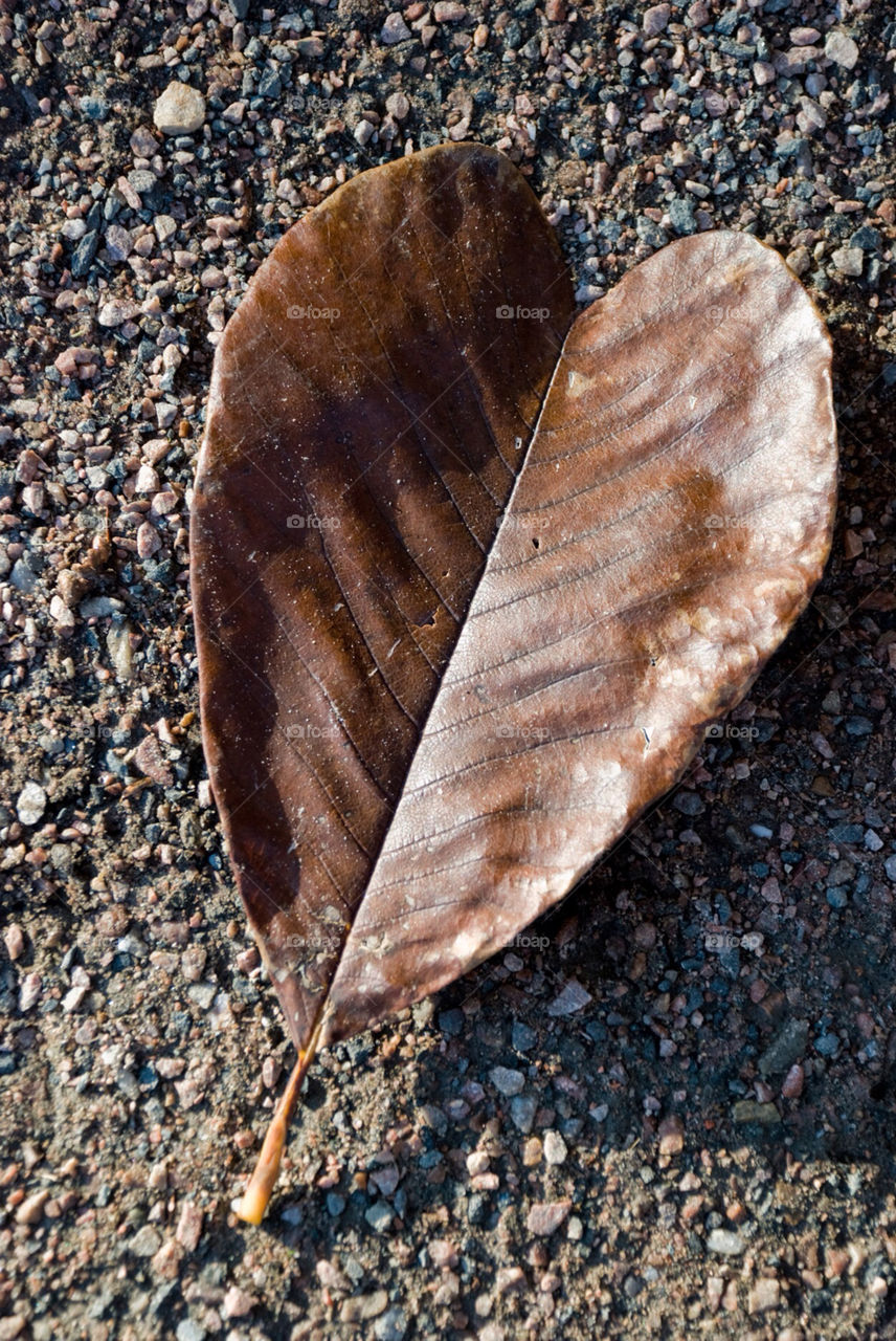 sunny leaf fall autumn by jbdc