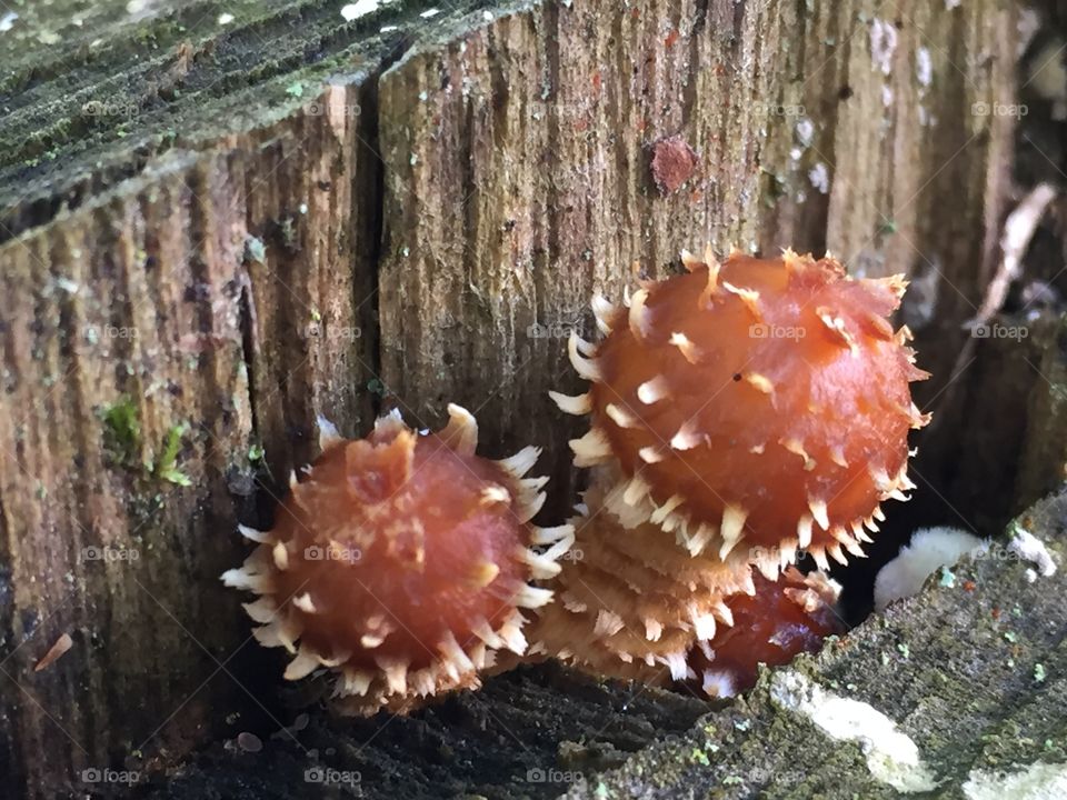 Prickly looking mushroom fungi 