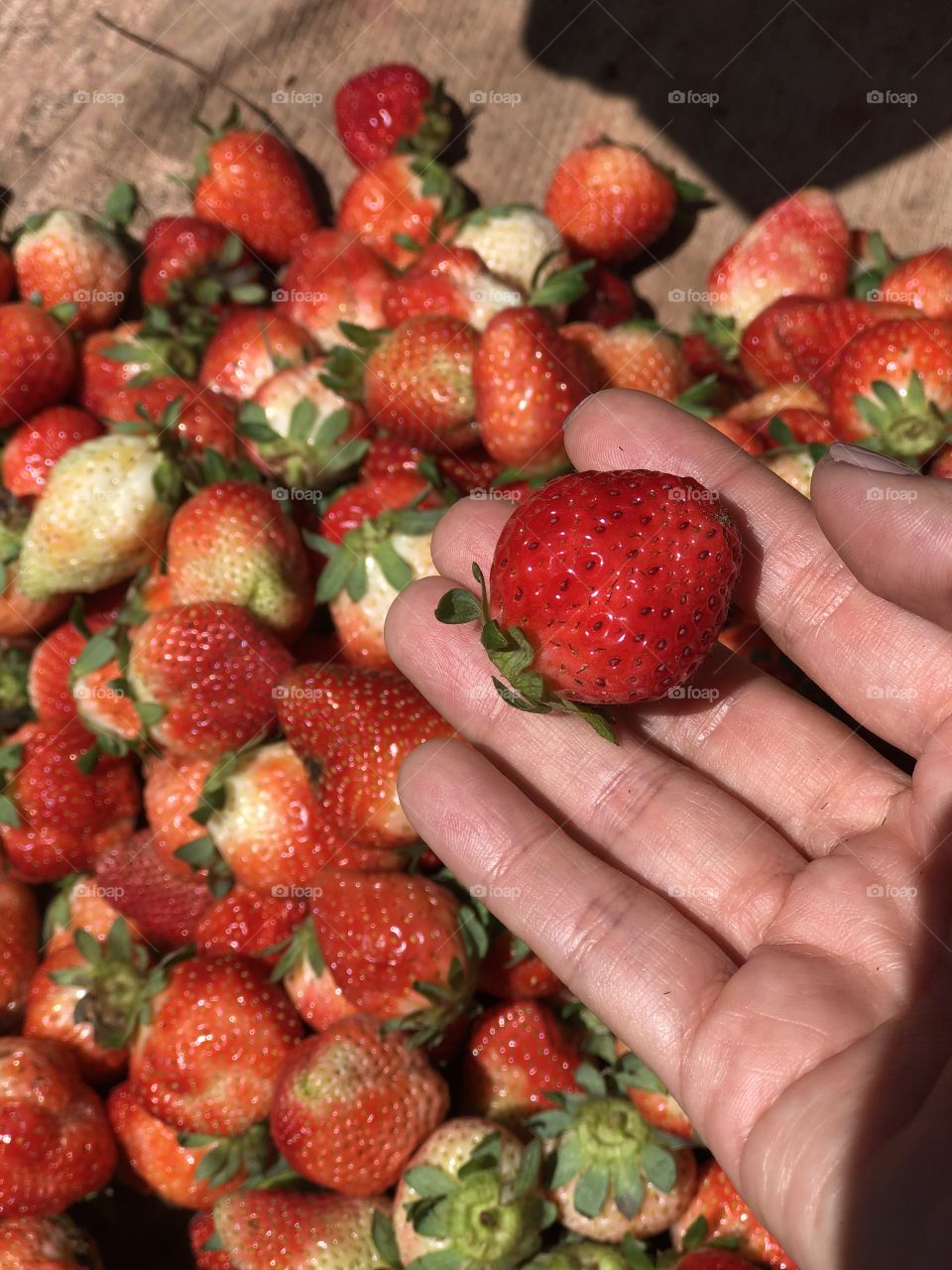 Da Lat Strawberry