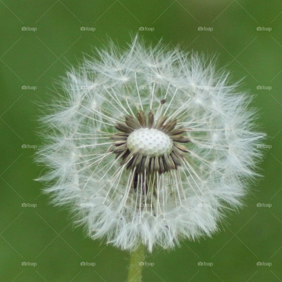 Dandelion 