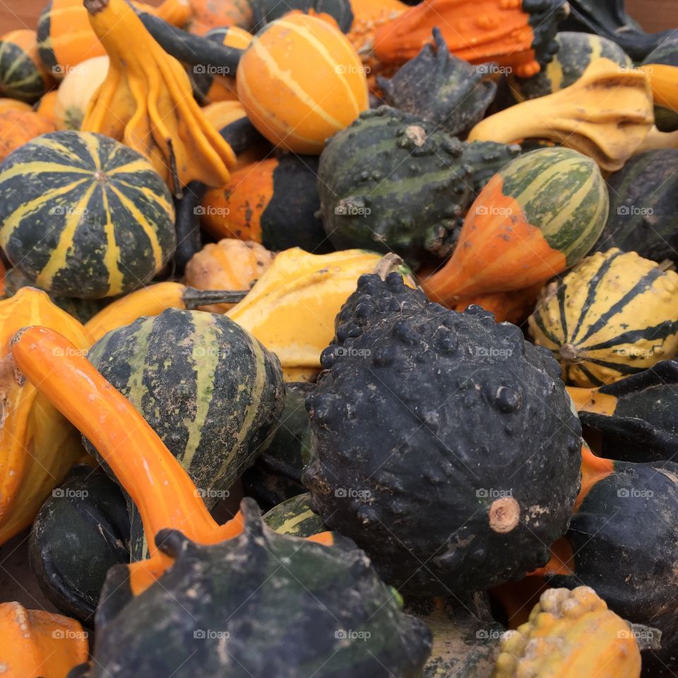 Gourds in autumn