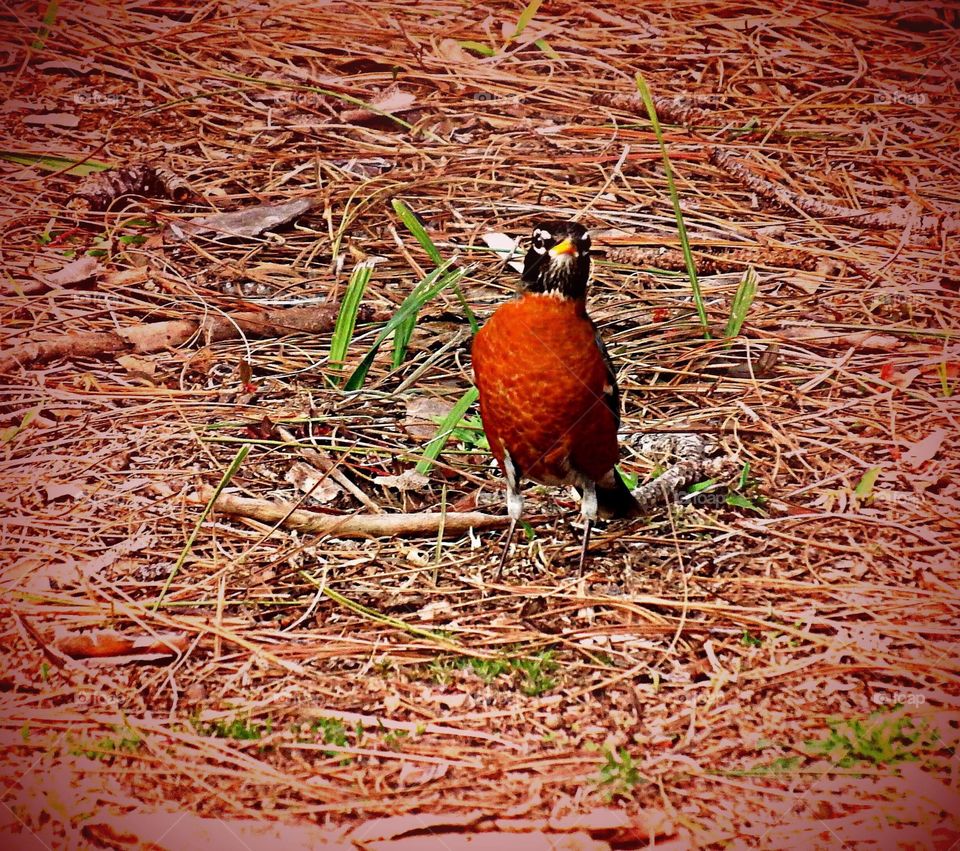 Red Robin 