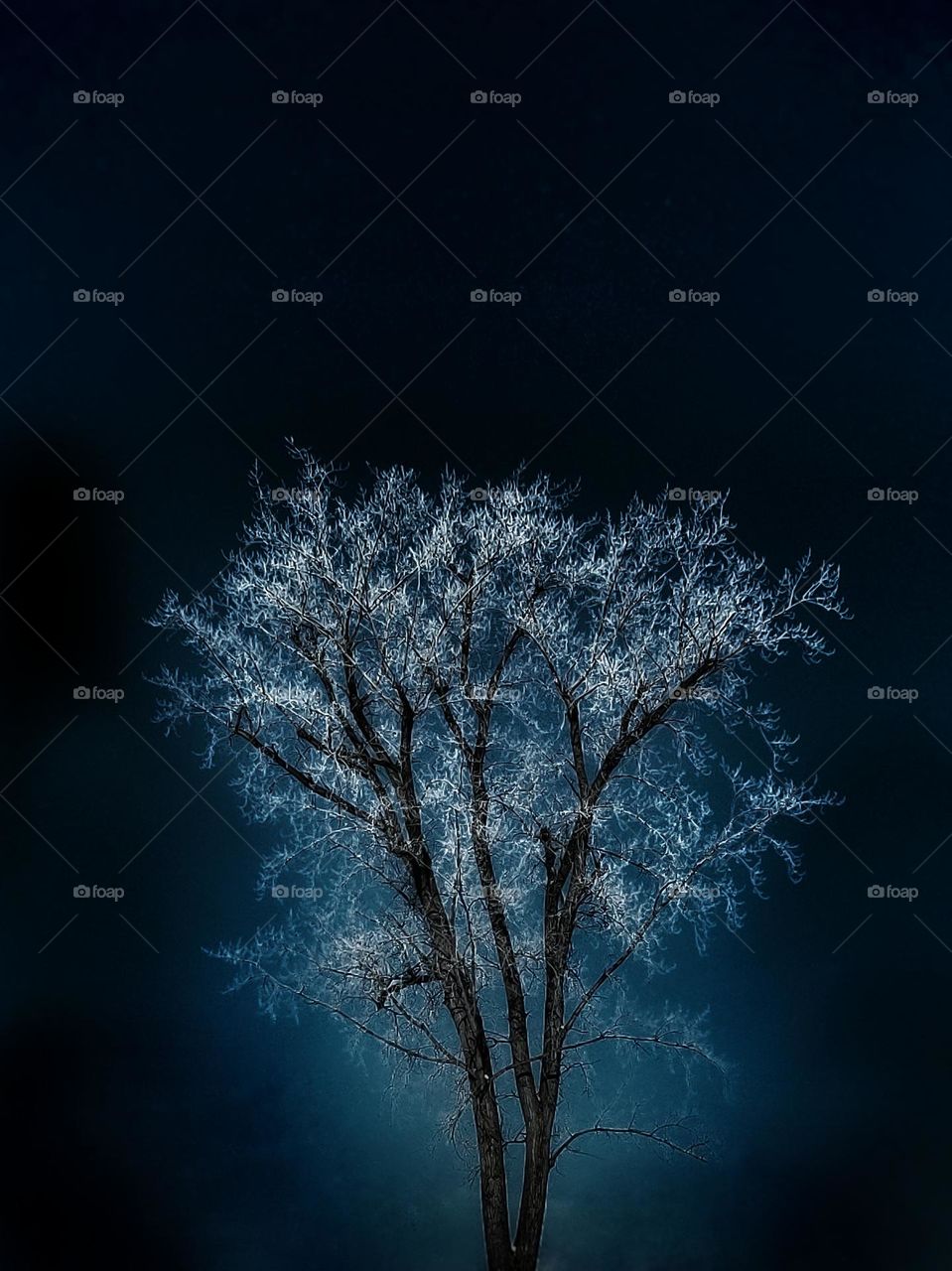Frozen winter tree