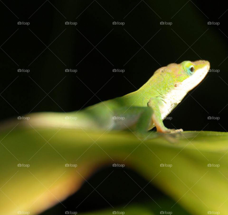 nature macro night lizard by lightanddrawing