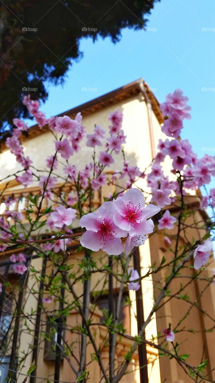 cherry blossom of spring