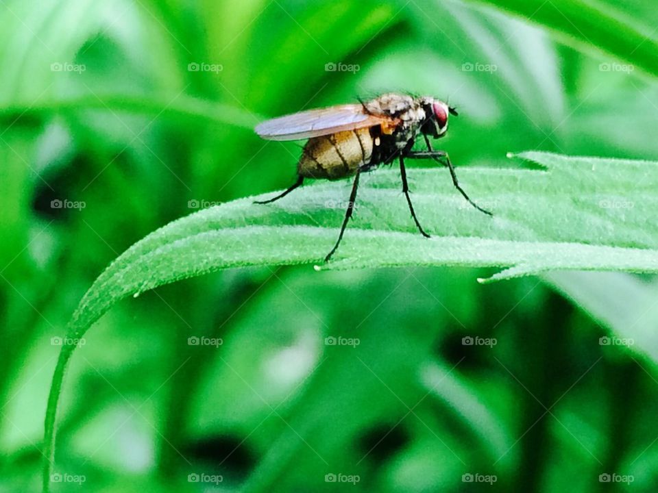 Insect With long legs