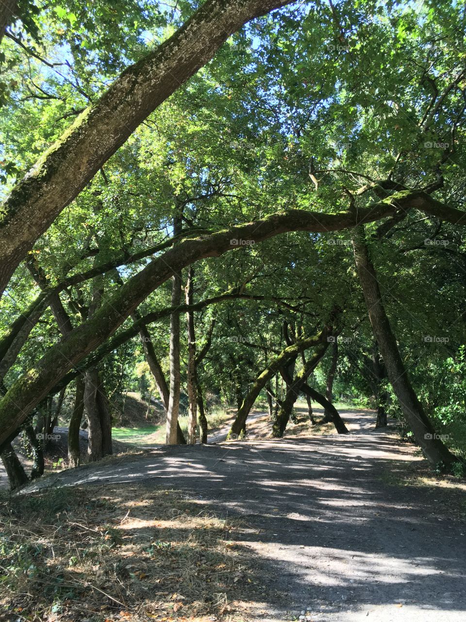 The way under the trees 