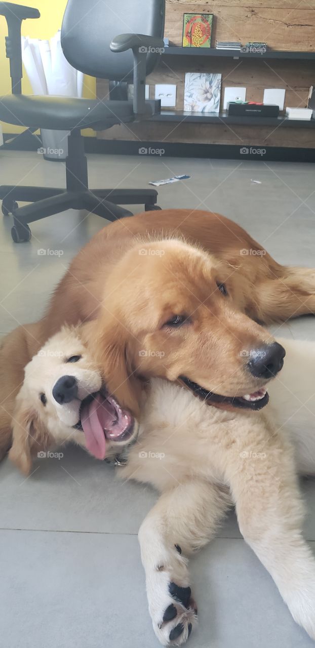 two goldens retrivers playing