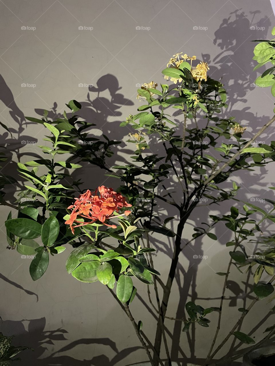 Take flowers photos when it’s dark