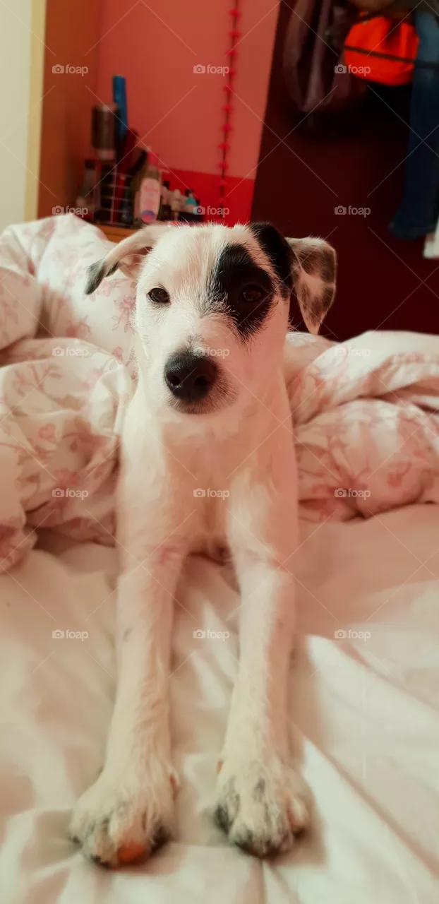 Cute little puppy