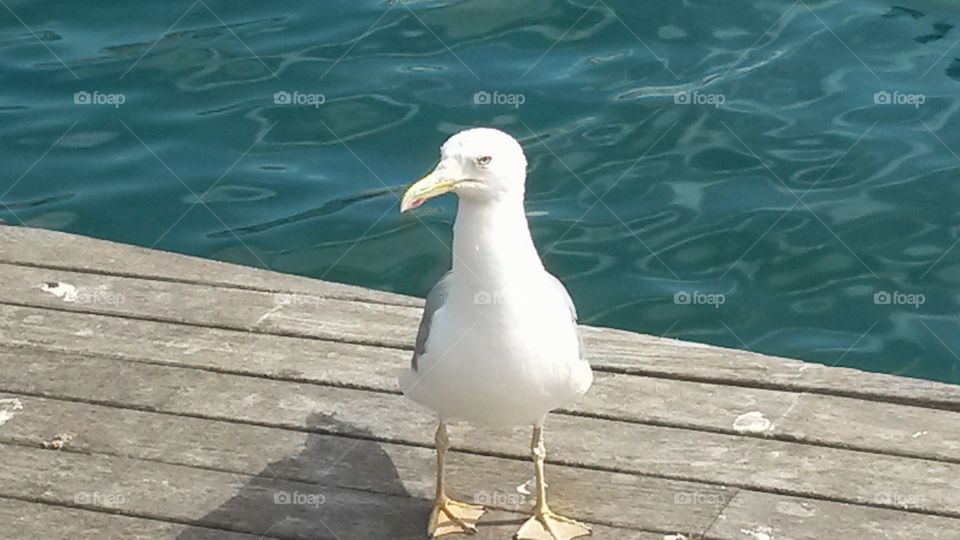 White seagull on a pier