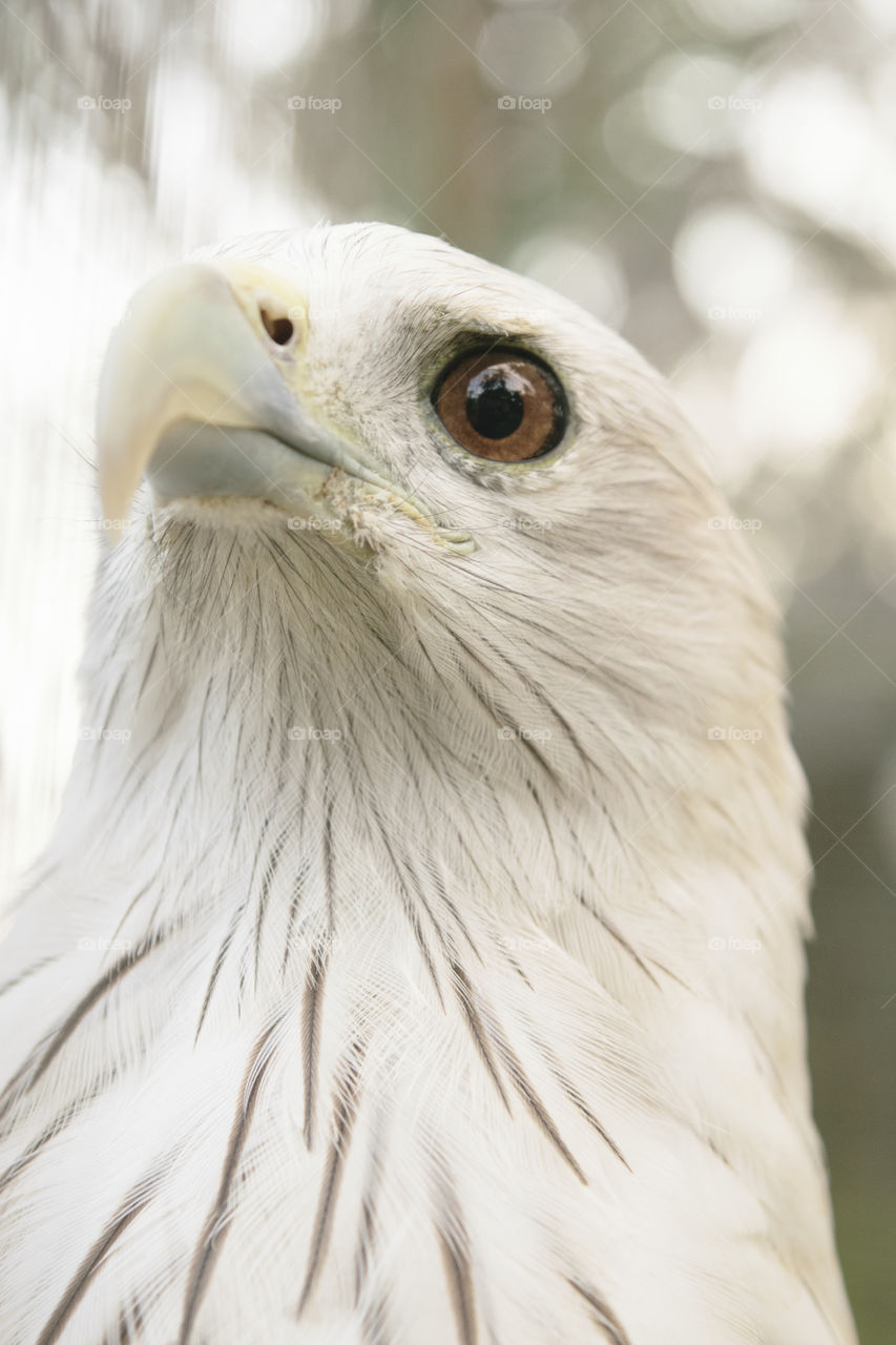Close-up Portrait of Eagle /Hawk/Falcon