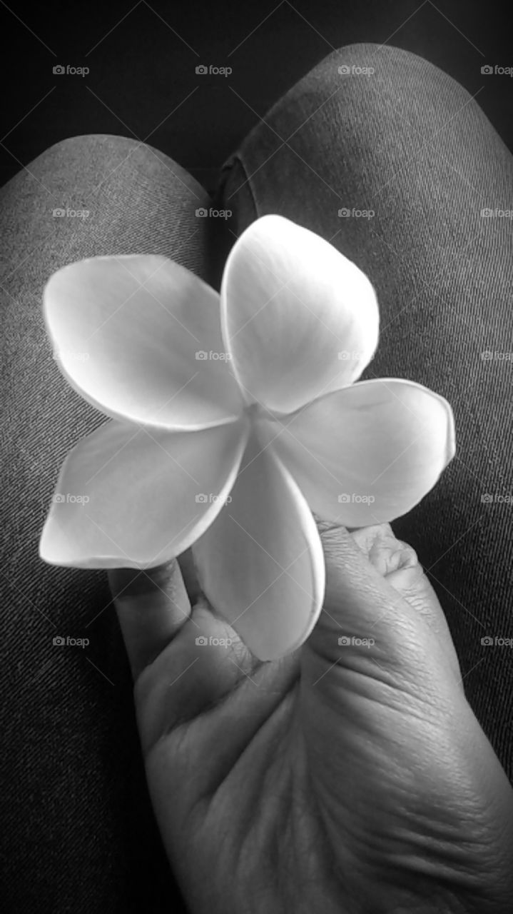 A white flower in my hand