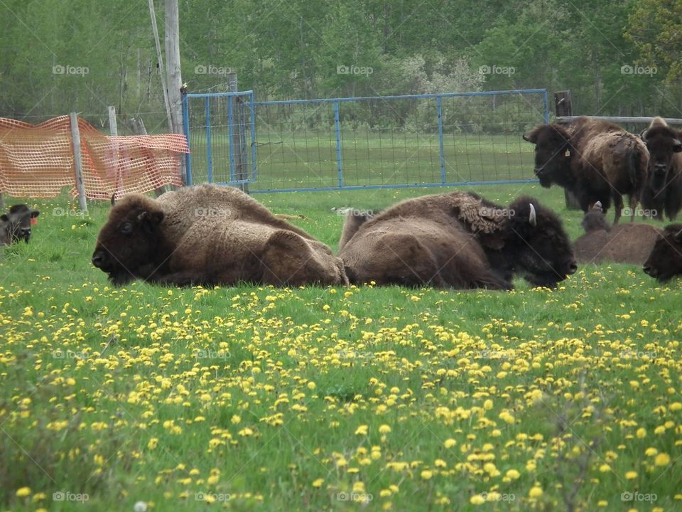 Bison bookends