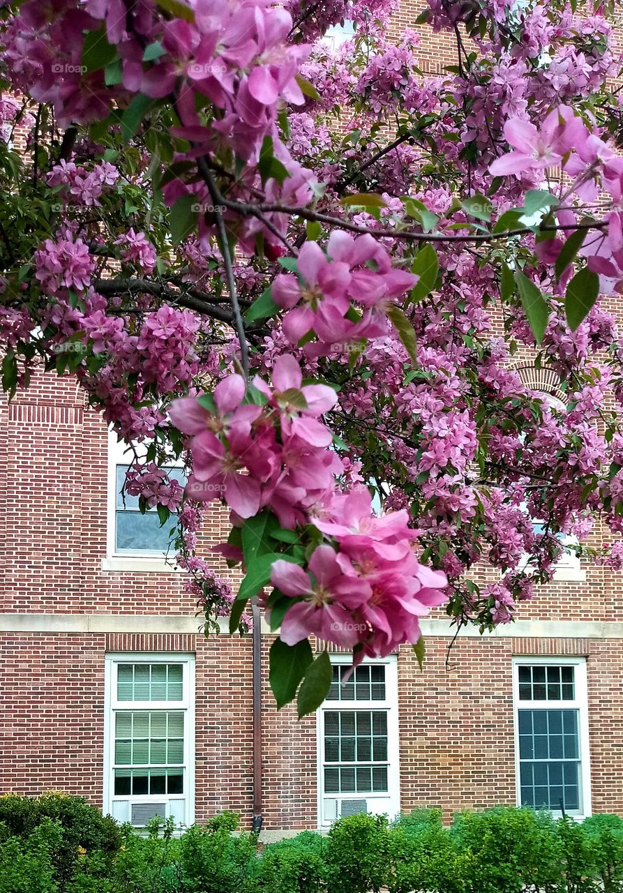 a tree with pink flowers in full bloom