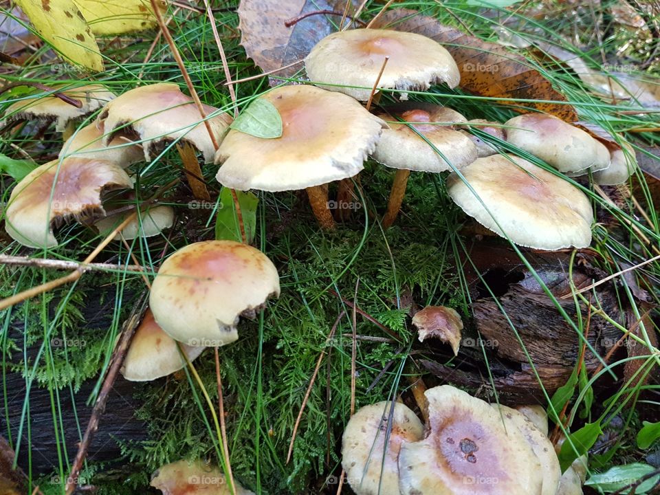 Fungus, Mushroom, Fall, Boletus, Nature