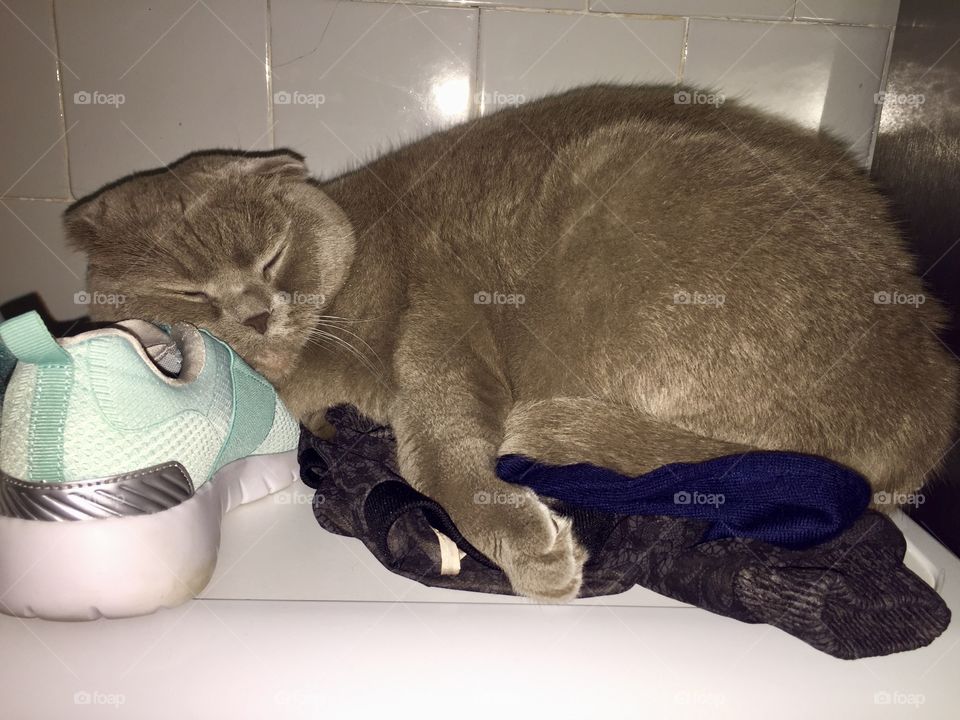 gray cat sleeping soundly putting his head on the sneaker