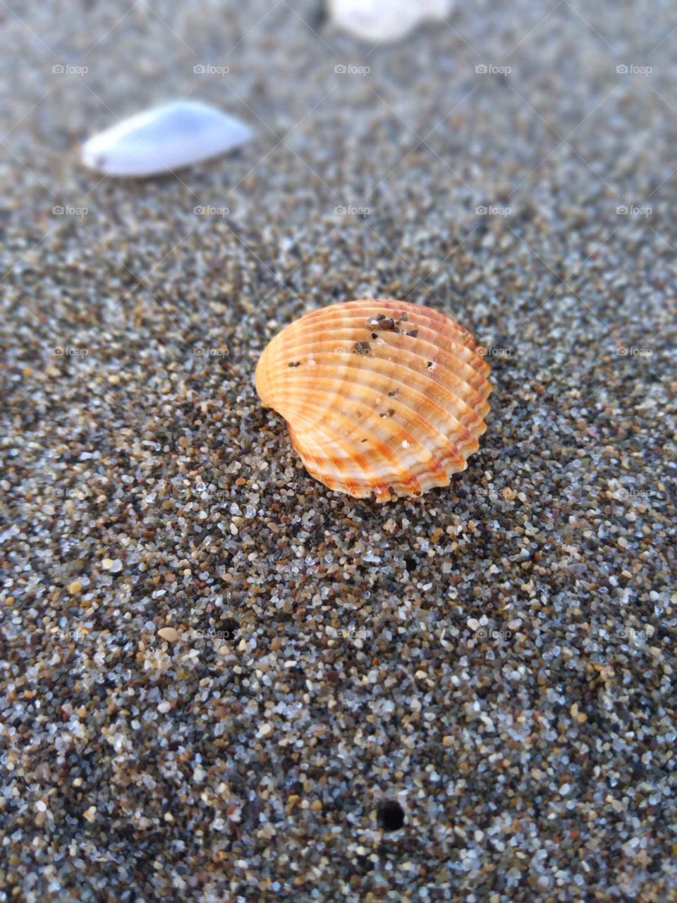 Seashell