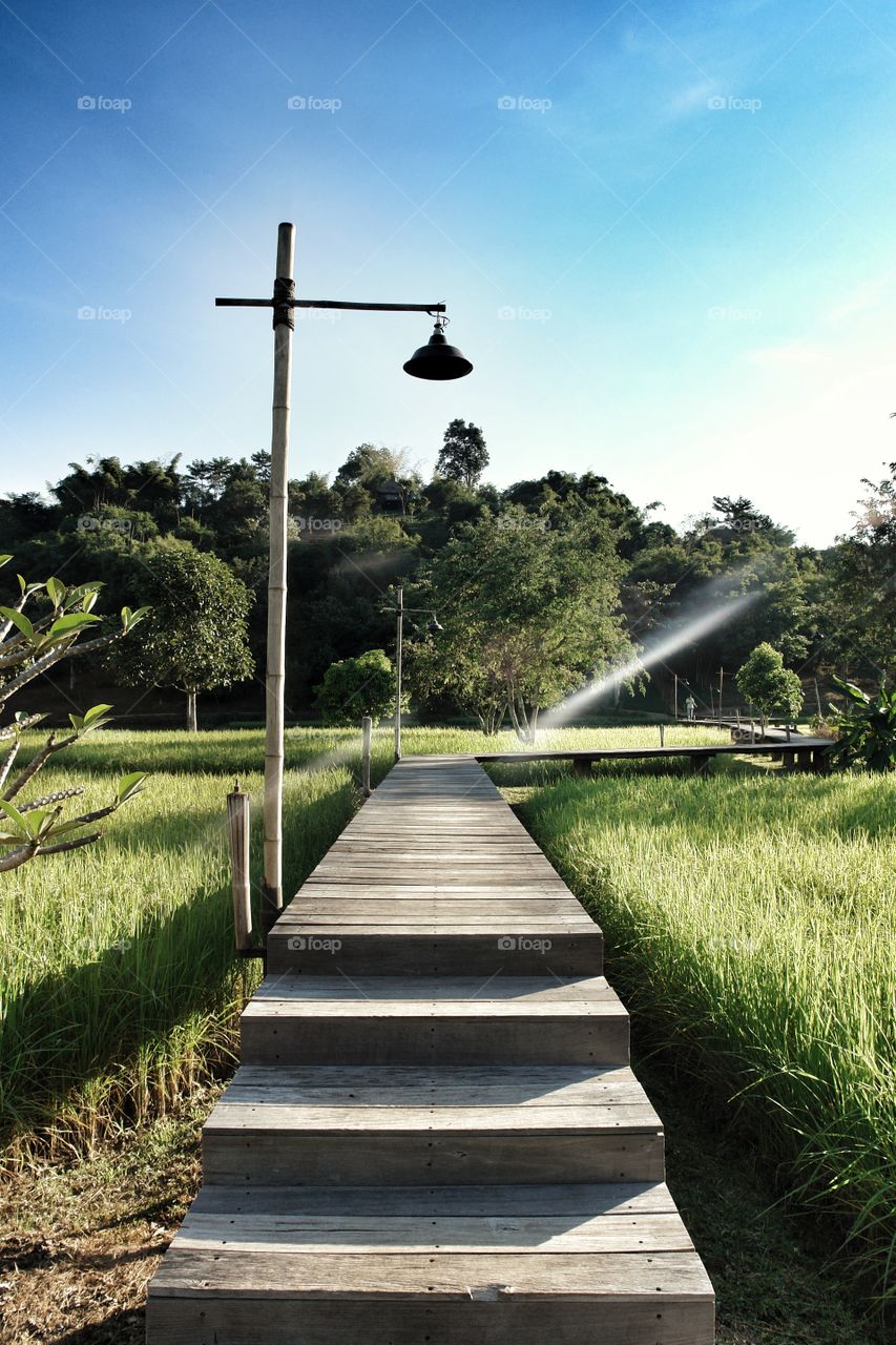 Boardwalk above rice paddy 