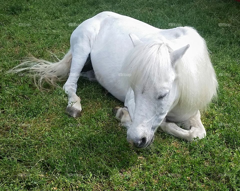 White Pony Sleeping in the