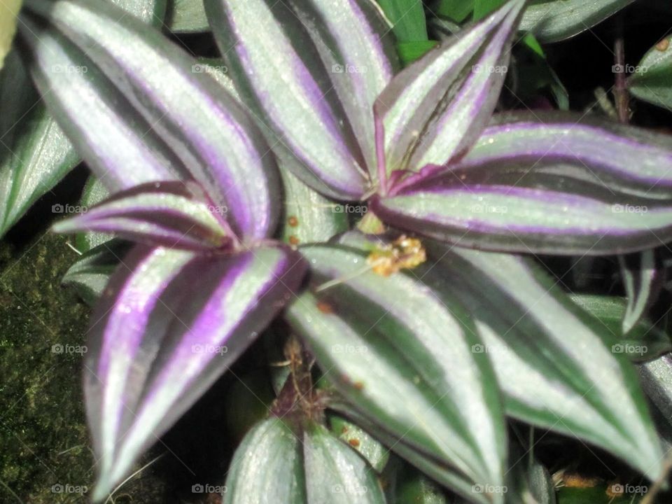 wandering jew