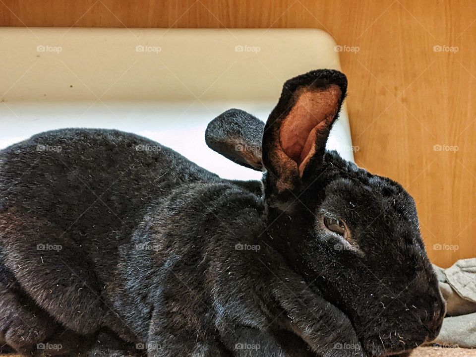 Rex domestic rabbit