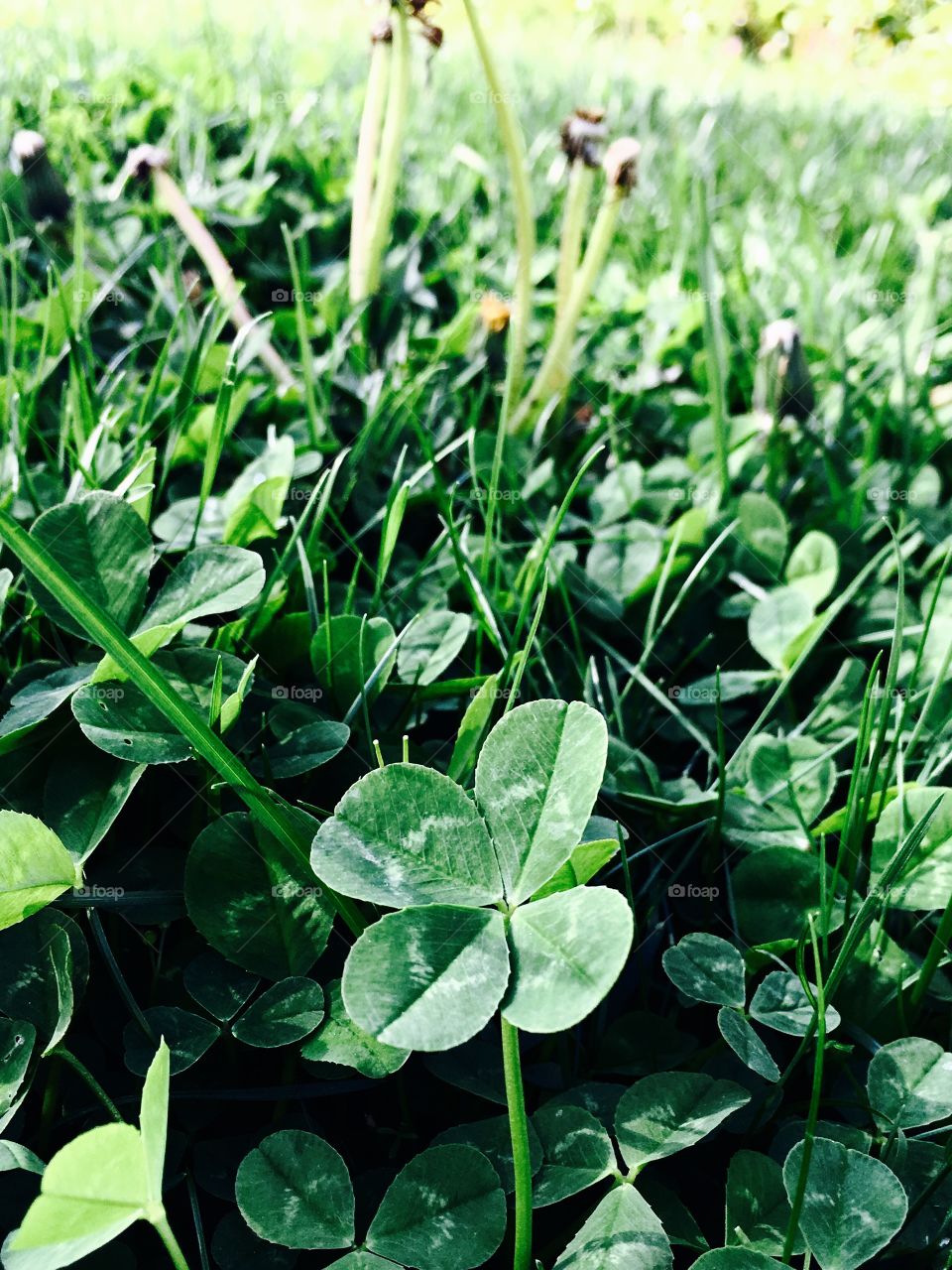 A close up of a four leaf clover in the grass 
