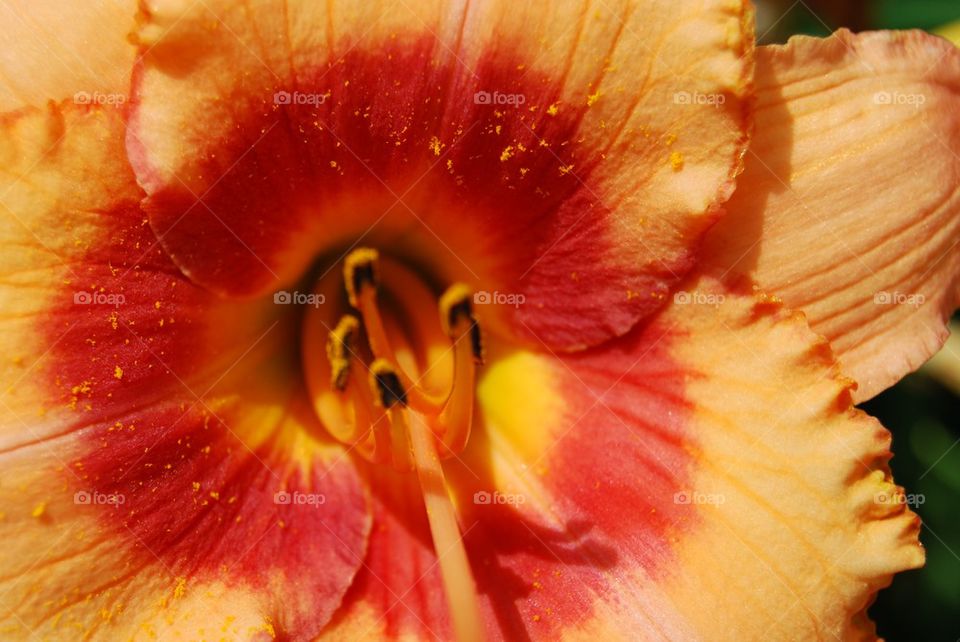 Close-up of orange day lily flower