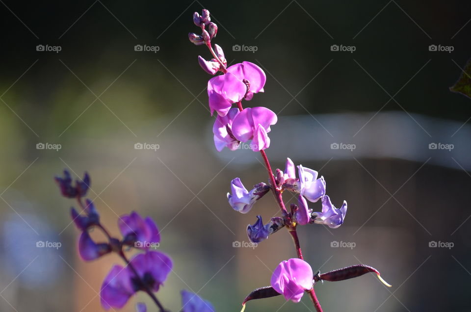 Sweet pees at the garden