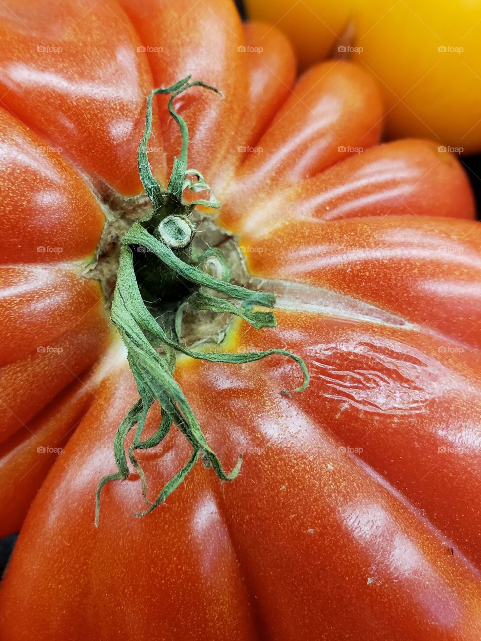 Detailed green stems on large heirloom tomatoes 