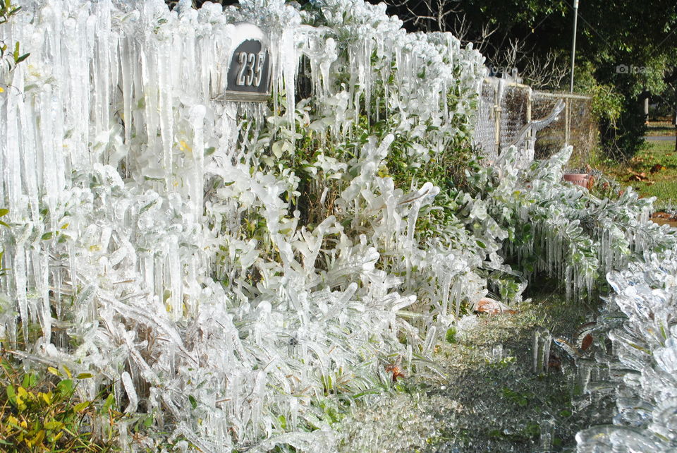 Frozen garden