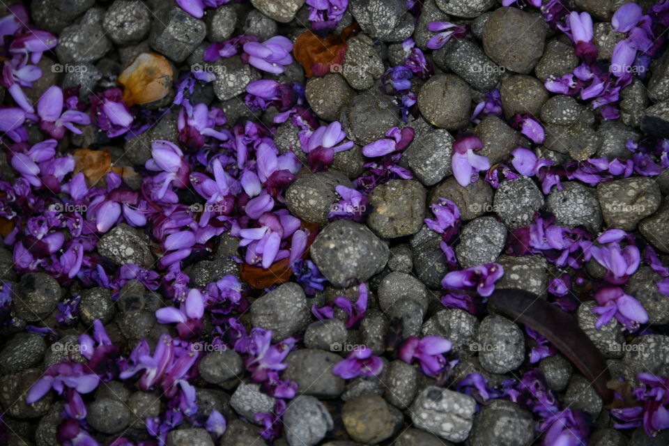 Jardín botánico, Madrid
