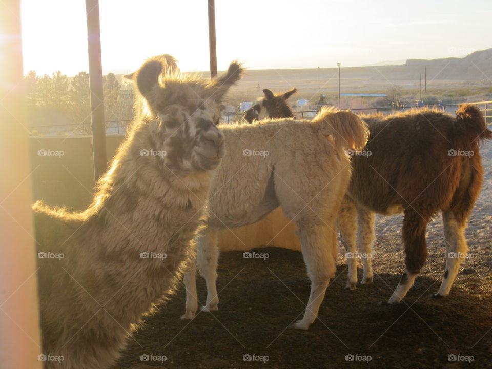 Mammal, Livestock, No Person, Cattle, Farm