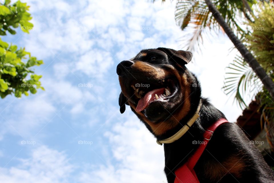 6 months old Rottweiler puppy