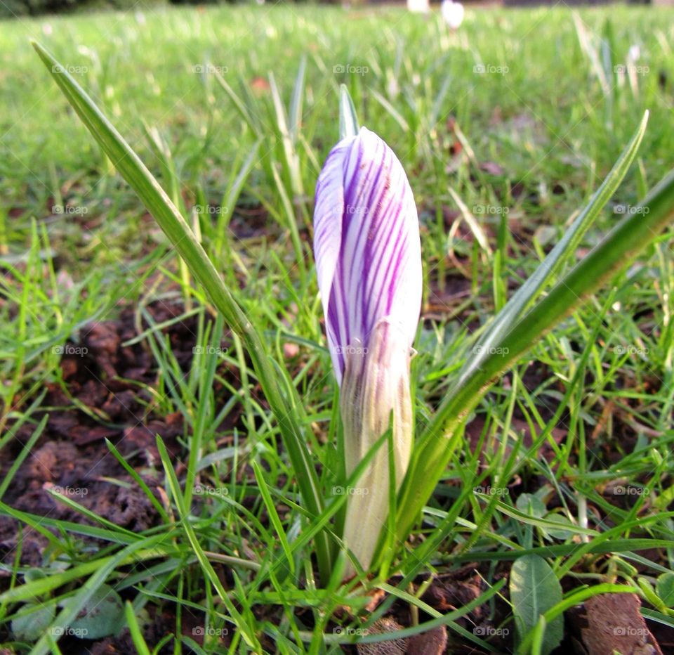 crocus