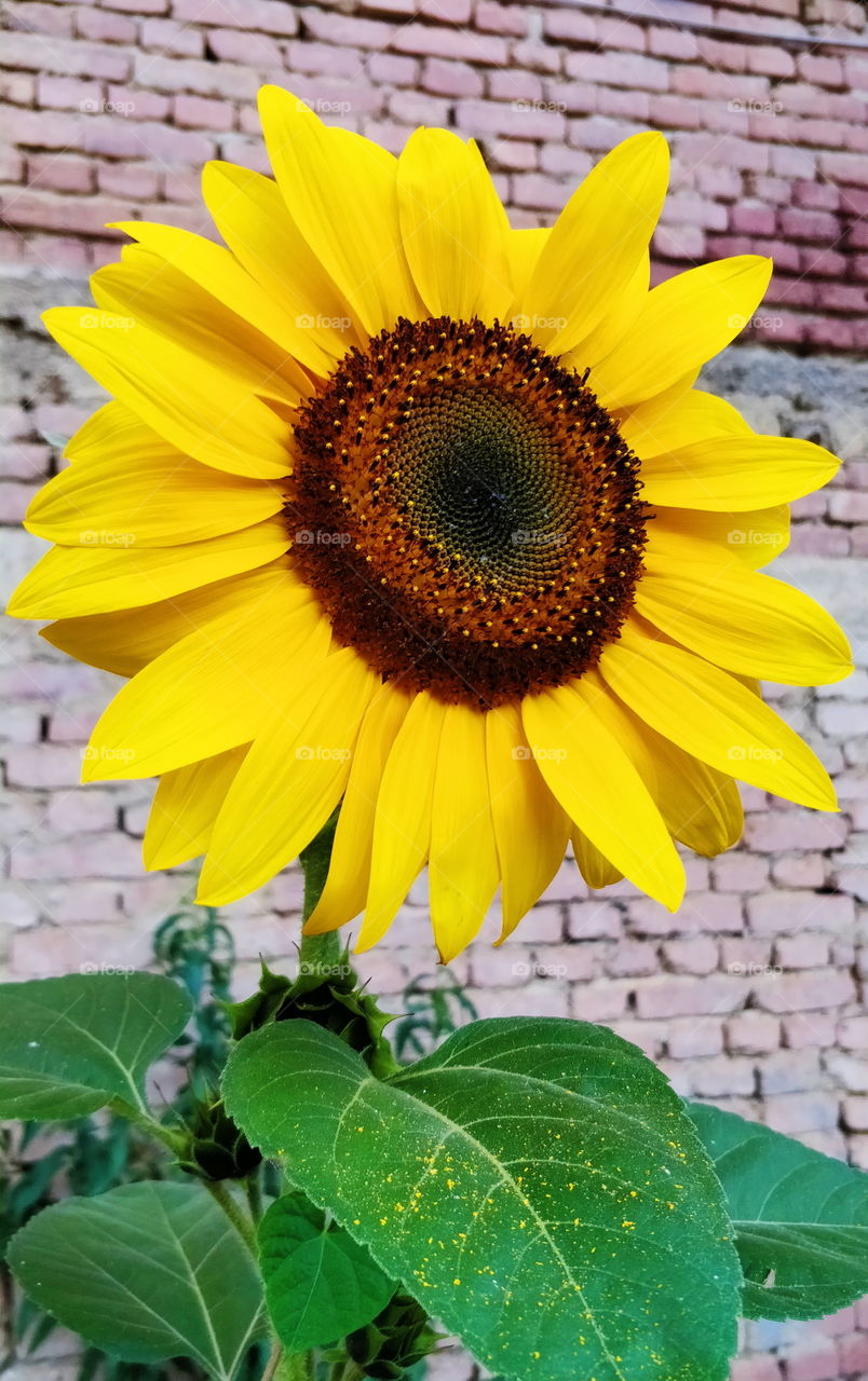 Happy Sunflower :)