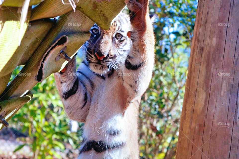 Baby male Malaysian tiger.