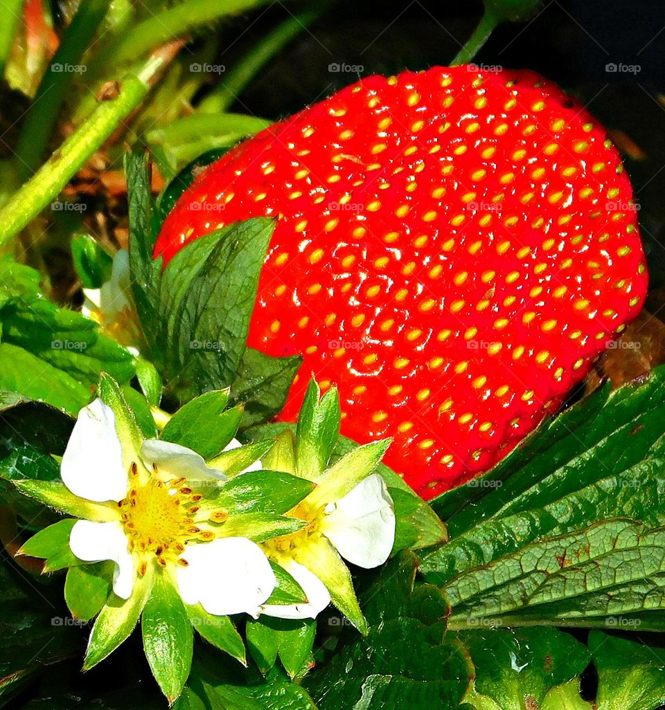 Capture the Power of Complimentary Colors - * RED AND GREEN - Fresh strawberries, flower and greenery - Red is often associated with love, passion, anger, energy, and danger and Green represents nature, growth, balance, harmony, and new beginnings.